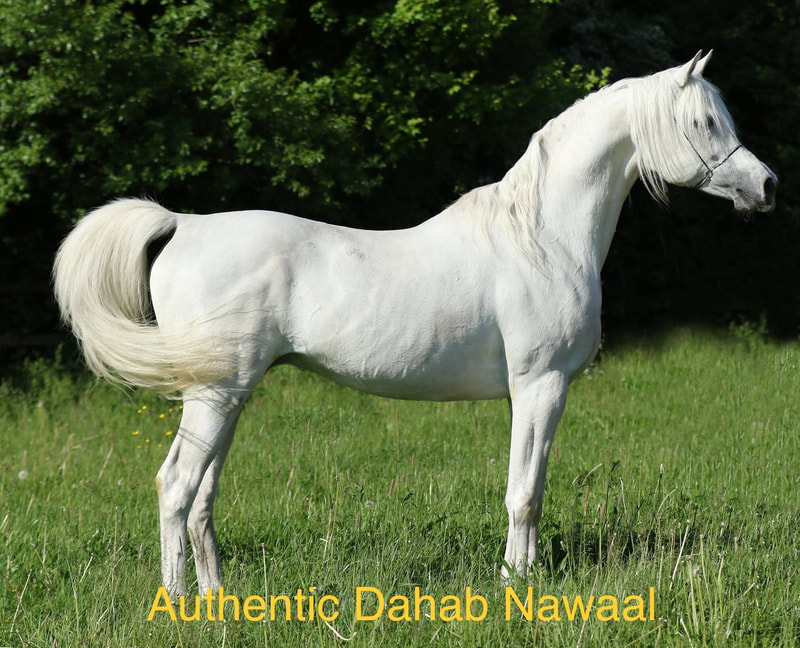 Authentic Dahab Nawaal